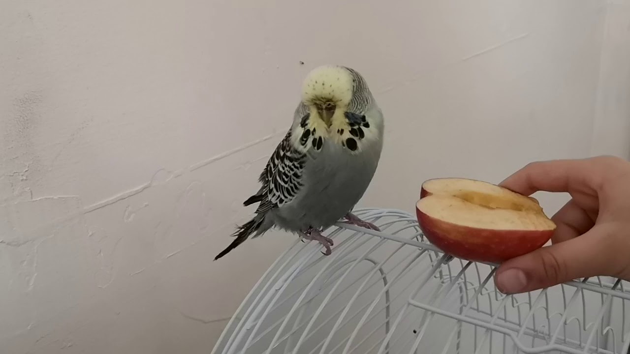Cute Budgies parakeet fussy eater trys apple 