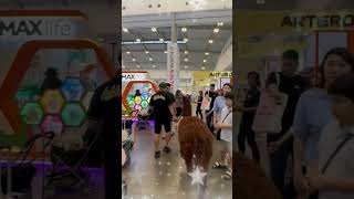 ALPACA TAKES A WALK TO THE MALL WITH IRFAN HAKIM #shorts #cow #artist #cow #alpaca #irfan