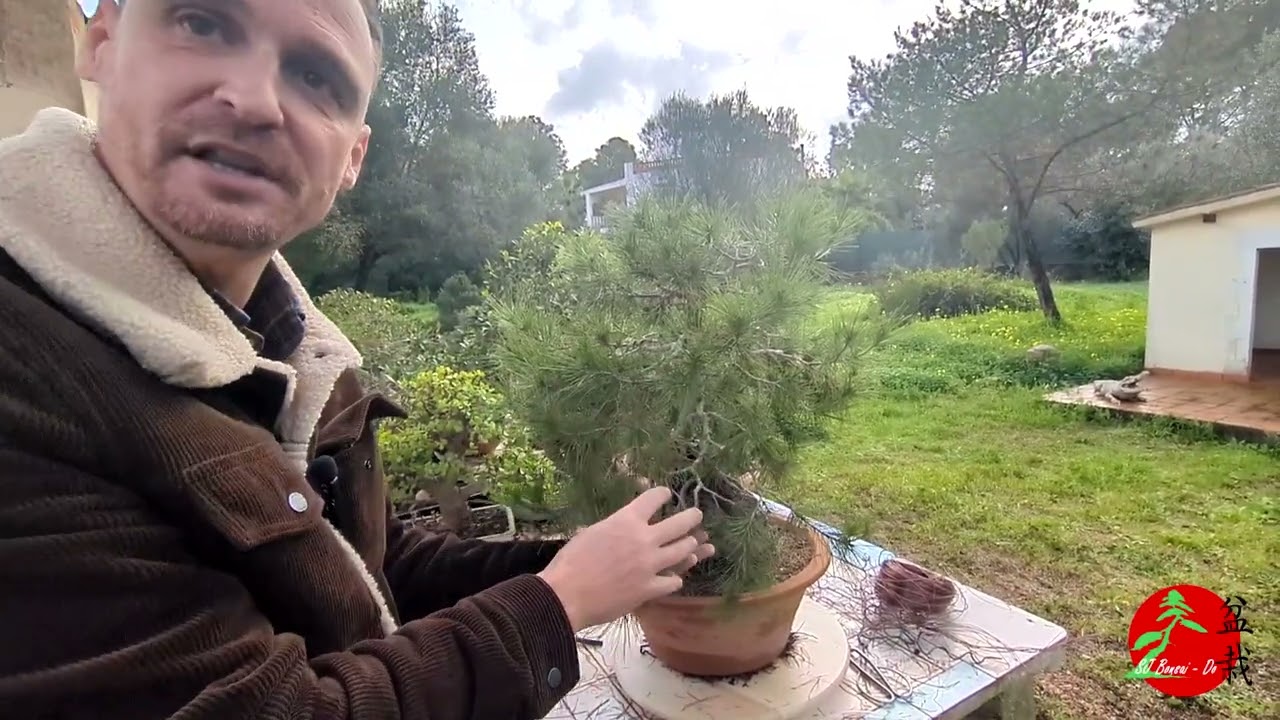 Remodelado Bonsai Pino en Roca 