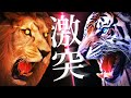 【最強】バーバリライオンvsアムールトラ｜真の百獣の王、ついに決定！
