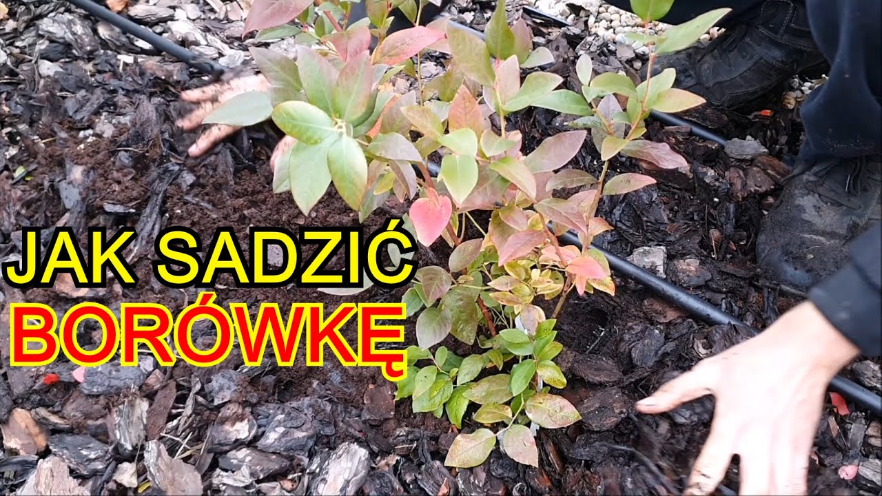 Rododendrony - sadzenie, stanowisko i wymagania różaneczników. Jak i gdzie najlepiej sadzić?