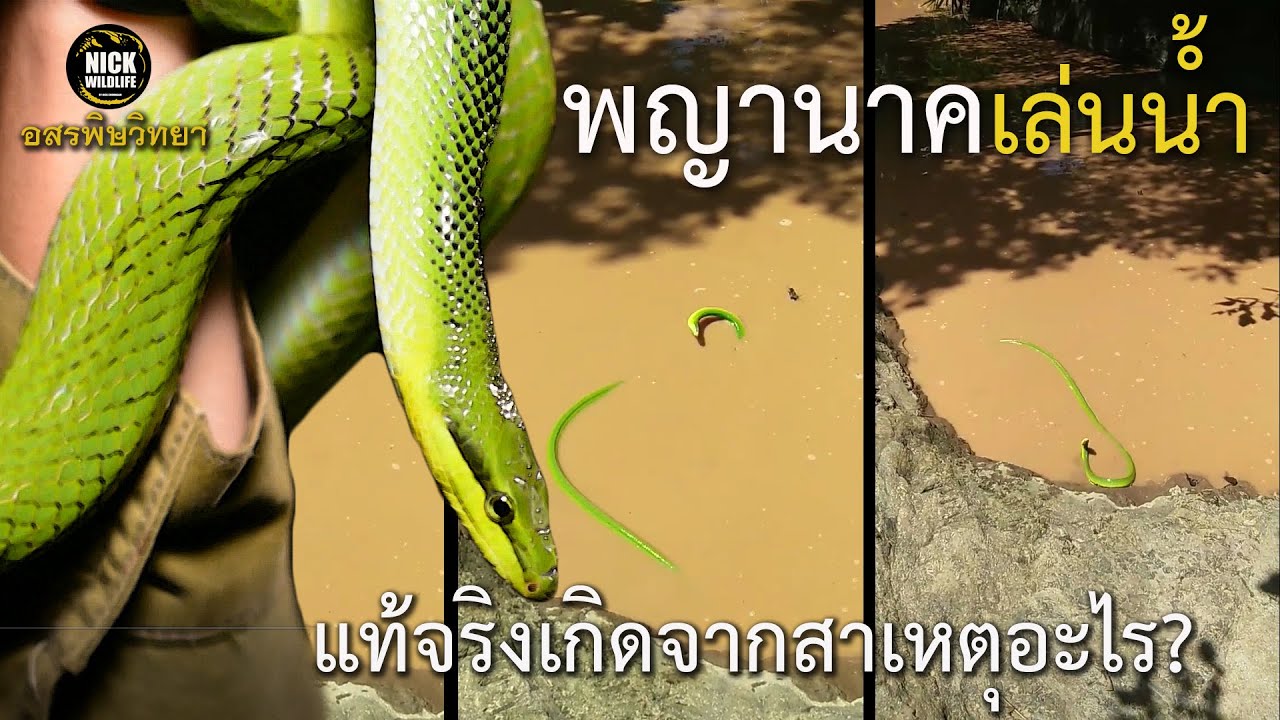 อสรพิษวิทยา EP.31 พญานาคเล่นน้ำ แท้จริงเกิดจากสาเหตุอะไร?