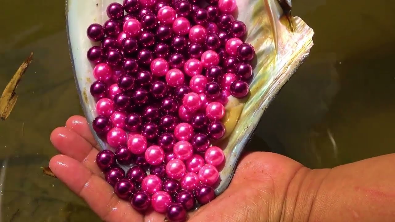 The mussels and pearls cultured in such a river region are really