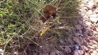 Modliszka Upolowała Motyla