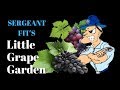 Sergeant fits little grape garden