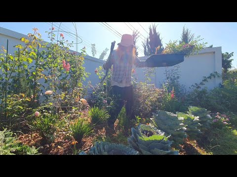วีดีโอ: โซน 8 ไม้พุ่มดอก: วิธีการปลูกไม้พุ่มดอกในโซน 8