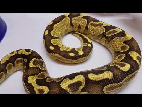 Quick look at my Enchi Fire Yb (Tarzan)