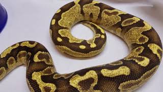 Quick Look At My Enchi Fire Yb Tarzan