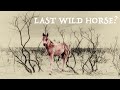 Last Wild Horses? | Brumbies | Graeme Hindmarsh | Official Music Video