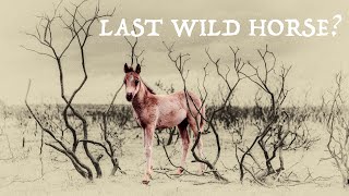 Last Wild Horses? | Brumbies | Graeme Hindmarsh | Official Music Video