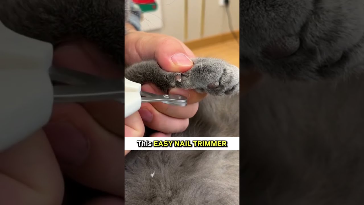 This Is The Easiest Way To Trim Your Cat S Nails 