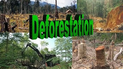 Deforestation Animation