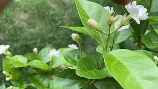 Common disease in Jasmine /मोगरा. Blossom Midge/ Budworm.