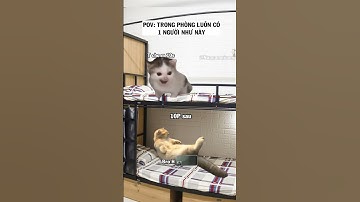 Không phải đặt báo thức để dậy mà là đặt báo thức gọi bạn dậy rồi gọi mình dậy #shorts  #funny #cat