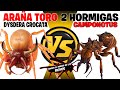 ARAÑA TORO VS DOS HORMIGAS CAMPONOTUS - COMENTADO