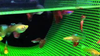 IMG 0610