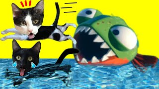 Soy un pez pero vs gatitos Luna y Estrella / I AM FISH en español / Videos de animales graciosos