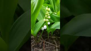 Lily of the Valley: delicate, fragrant shade loving flowers that grow profusely in the poorest soil.