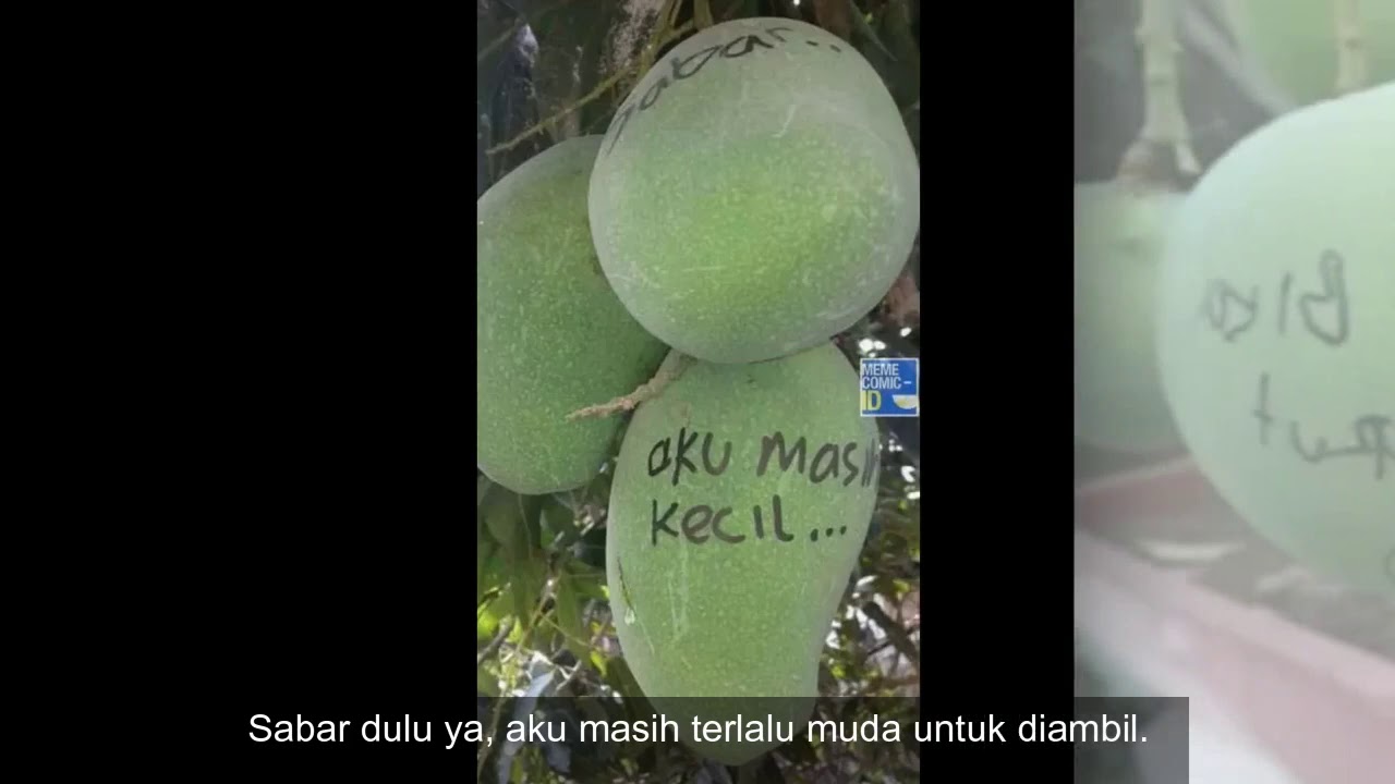 Yakin Aman 7 Cara Lucu Agar Buah Mangga Nggak Dicuri Ini Bikin