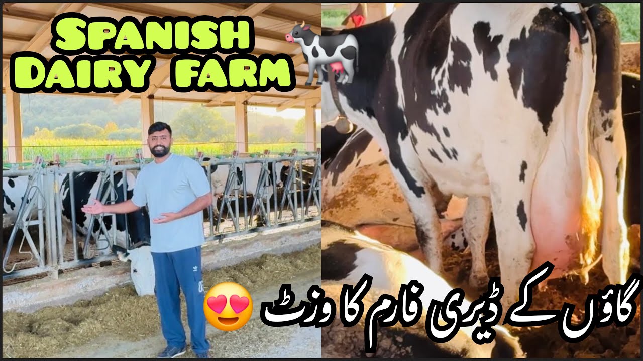 Spain main cow 🐄 faram ka vist😍😍| total kitne cow hain kitna milk deti hain 🤔