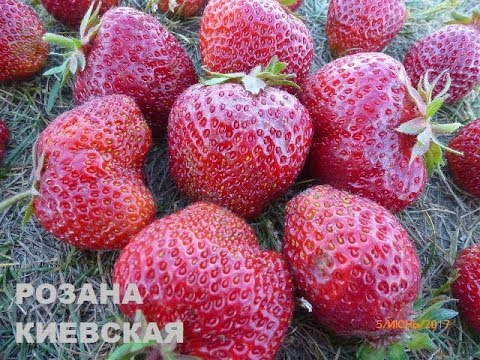 Оптимальные условия для выращивания