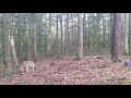 Wölfe in Sachsen-Anhalt während der Jagd beobachtet