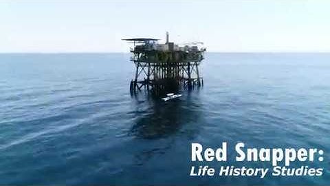 Red Snapper: Life History Studies