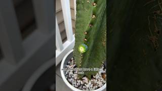 Peruvian Apple Cactus Bloom update #shorts #houseplants #cactusflower #plants #cactus #plantcare