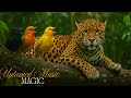 Bird Songs & Jungle Ambience – Forest Birdsong Nature Sounds | Study, Focus & Stress Relief