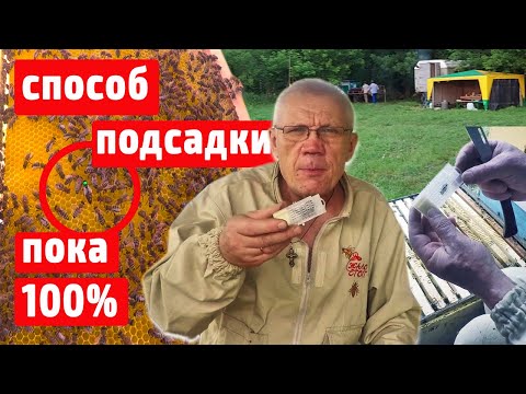 Видео: Подсадка матки Пока 100% Наглядно от а до я