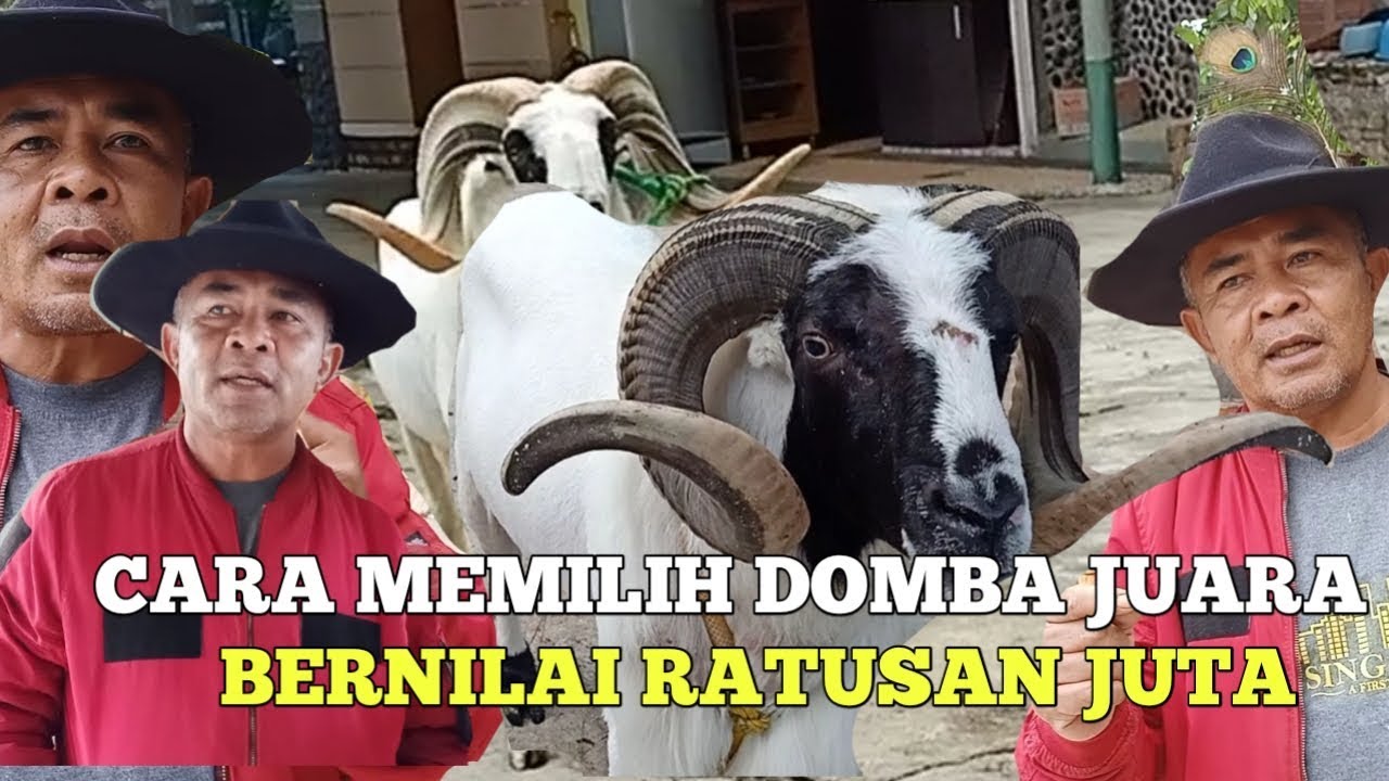 CARA MEMILIH DOMBA UNGGULAN | pesona garut