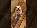 #funnyvideo