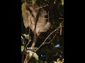 Did you know Sloths can take up to a month to digest a single leaf. 🦥🌿