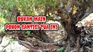 Bahan Bonsai Di Alam Liar  Rimbunan Pohon Santigi Tua #bonsaisantigi #bonsaialam #bonsai