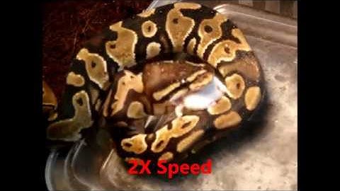 BABY BALL PYTHON EATING A MOUSE