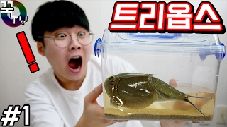 살아있는 화석!! 트리옵스 키우기1탄! 말을했다!!!? 꿀잼ㅋㅋ [ 꾹TV ]