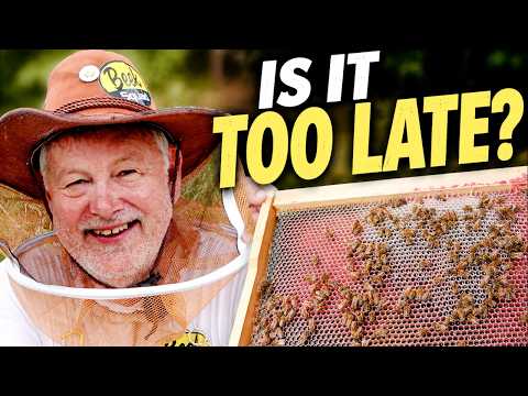 Beekeeping: Is It Too Late For Bees To Do This in August? thumbnail