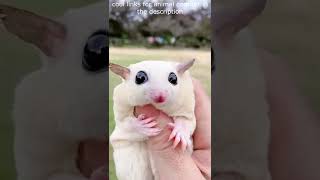 Top 😎 Funny animals videos - Try Not To Laugh 😂😆🤣 - 106 #Shorts