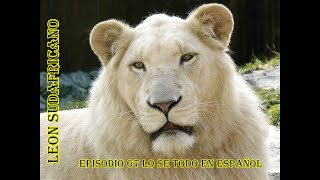 León Sudafricano (Panthera Leo Krugeri) - Lo se todo en Español