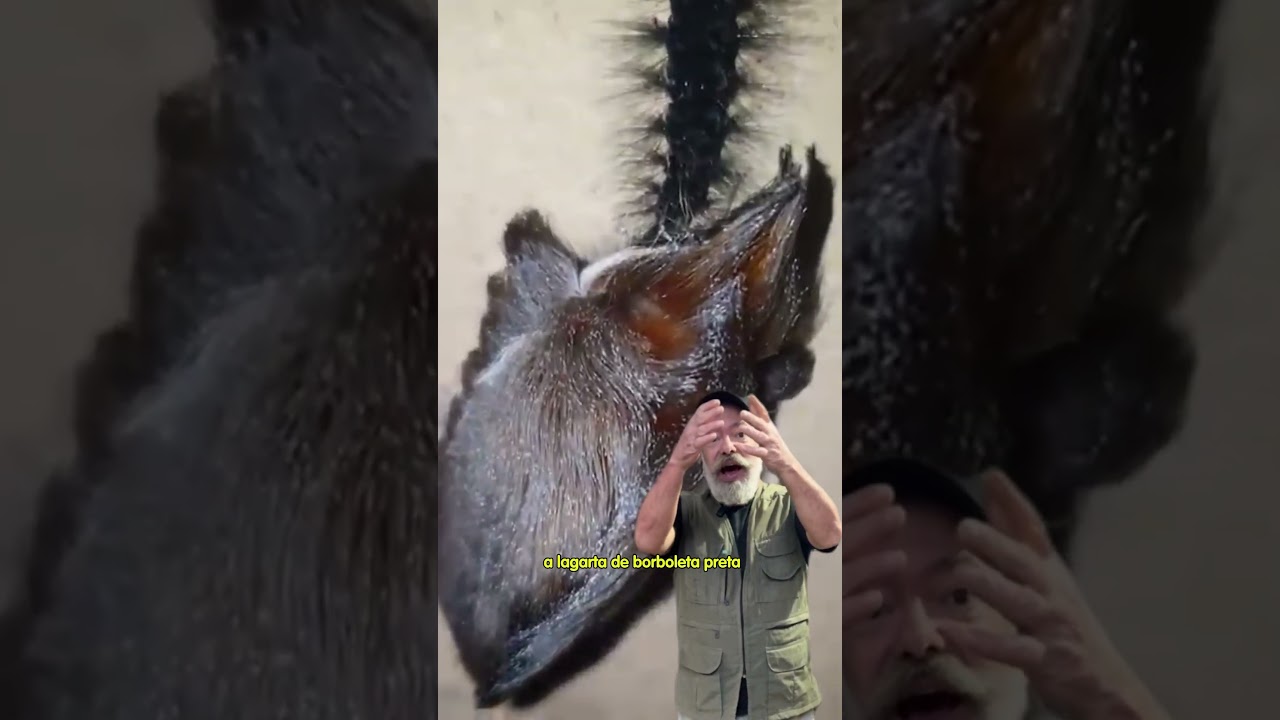Vocês já viram uma lagarta peluda como essa?