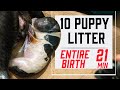 How To Whelp A Litter Of Puppies - Complete Guide