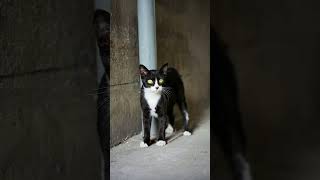 Tuxedo Stray Cat Living in an Alley | Street Photography Moment #homeless #cat #style #catlovers