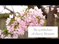 The meaning and symbolism of cherry blossom