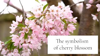The Meaning and Symbolism of Cherry Blossom