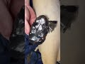 #black #obsidian #cat