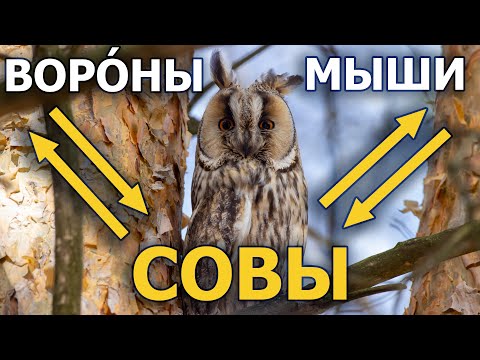 Ушастые совы на страже урожая. А жилья нет