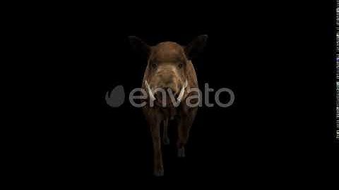 Wild Boar Walk Front View | Motion Graphics - Envato elements