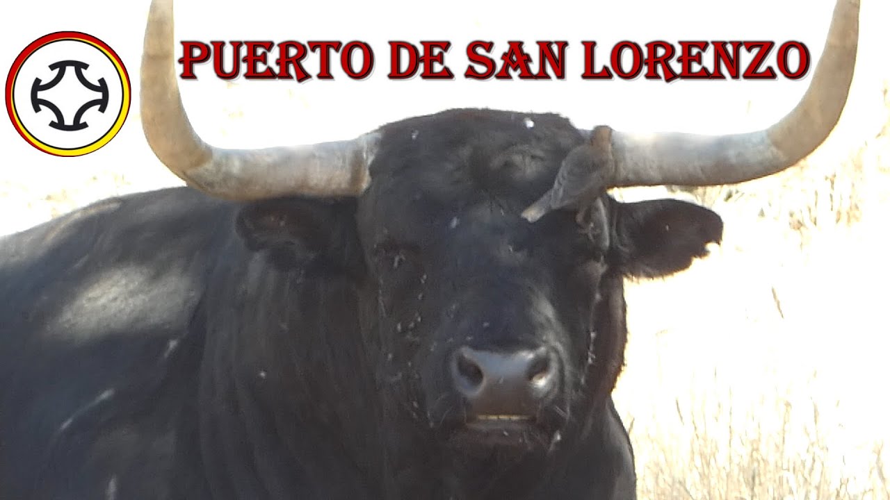 Ganadería de toros Puerto de San Lorenzo (Salamanca)-2021