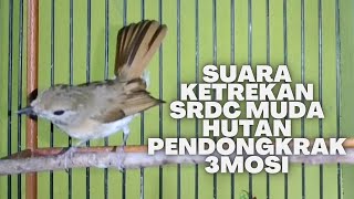 SUARA KRETEKAN SRDC MUDA HUTAN PENDONGKRAK 3MOSI DAN BIR4HI SIKATAN RIMBA DADA COKLAT BAHAN