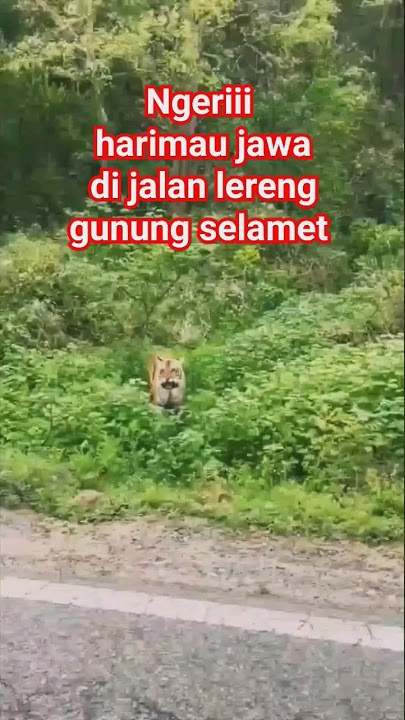 ngerii, penampakan HARIMAU Jawa di jalan serang baturraden #baturaden #gunungselamet #purbalingga